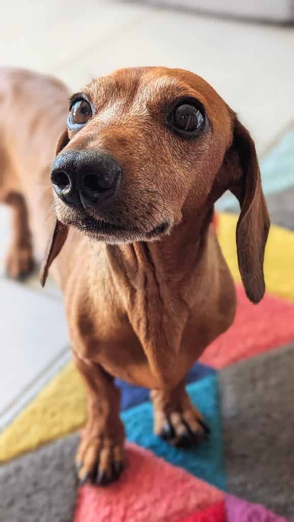 Gaetan PetSitter